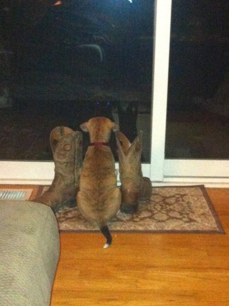 Gazing into the open space...he tried to chew the boots a couple seconds later.